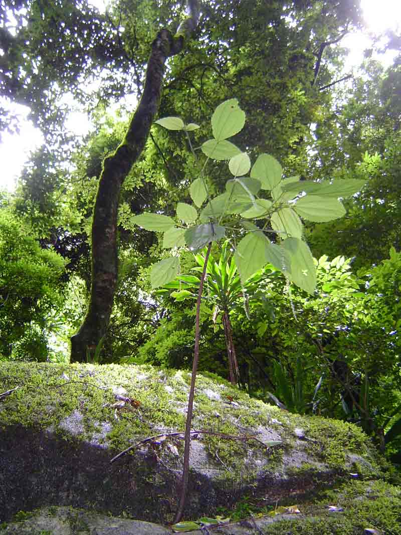 Boehmeria macrophylla