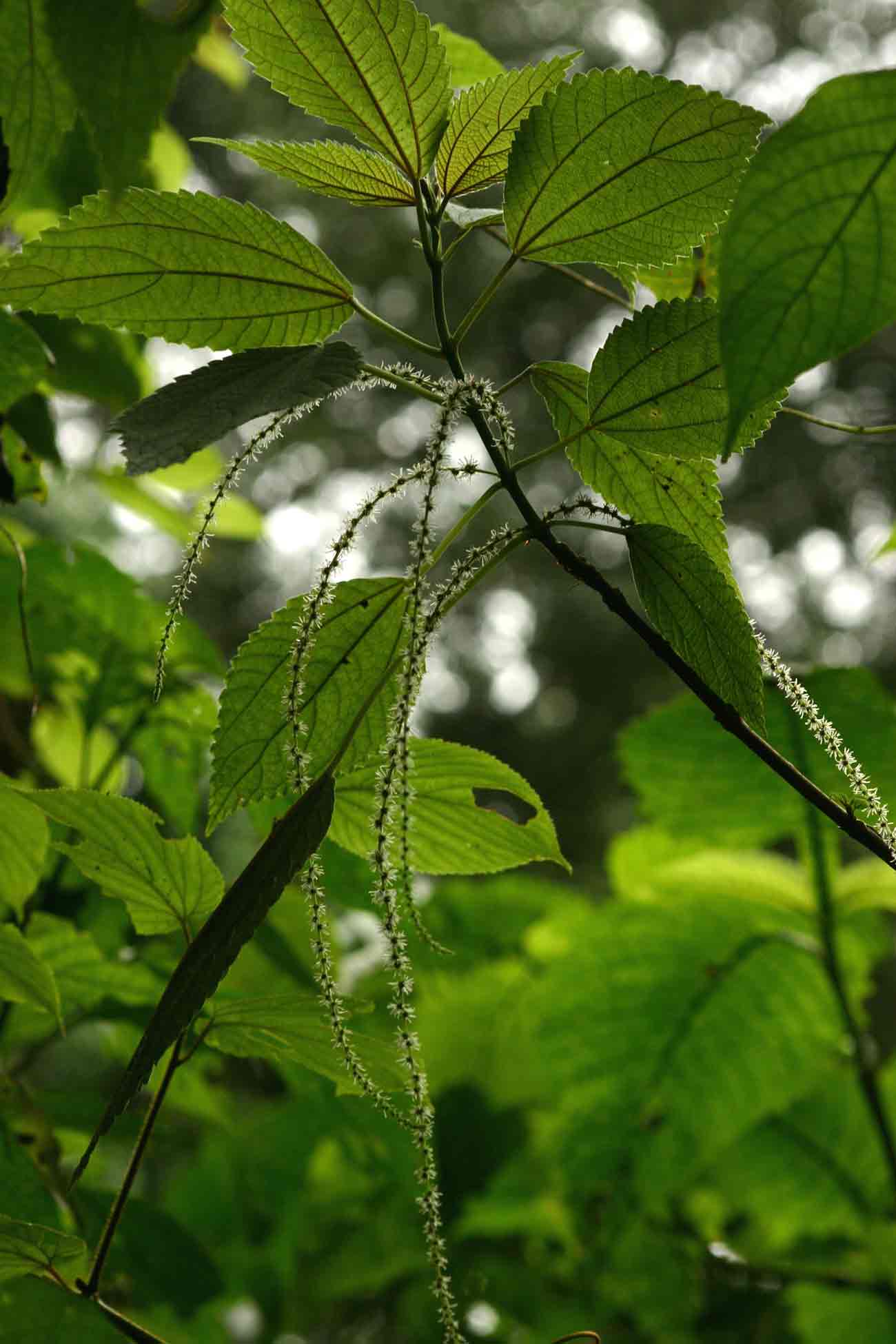 Boehmeria macrophylla