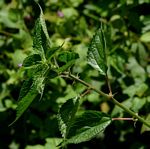 Pouzolzia parasitica