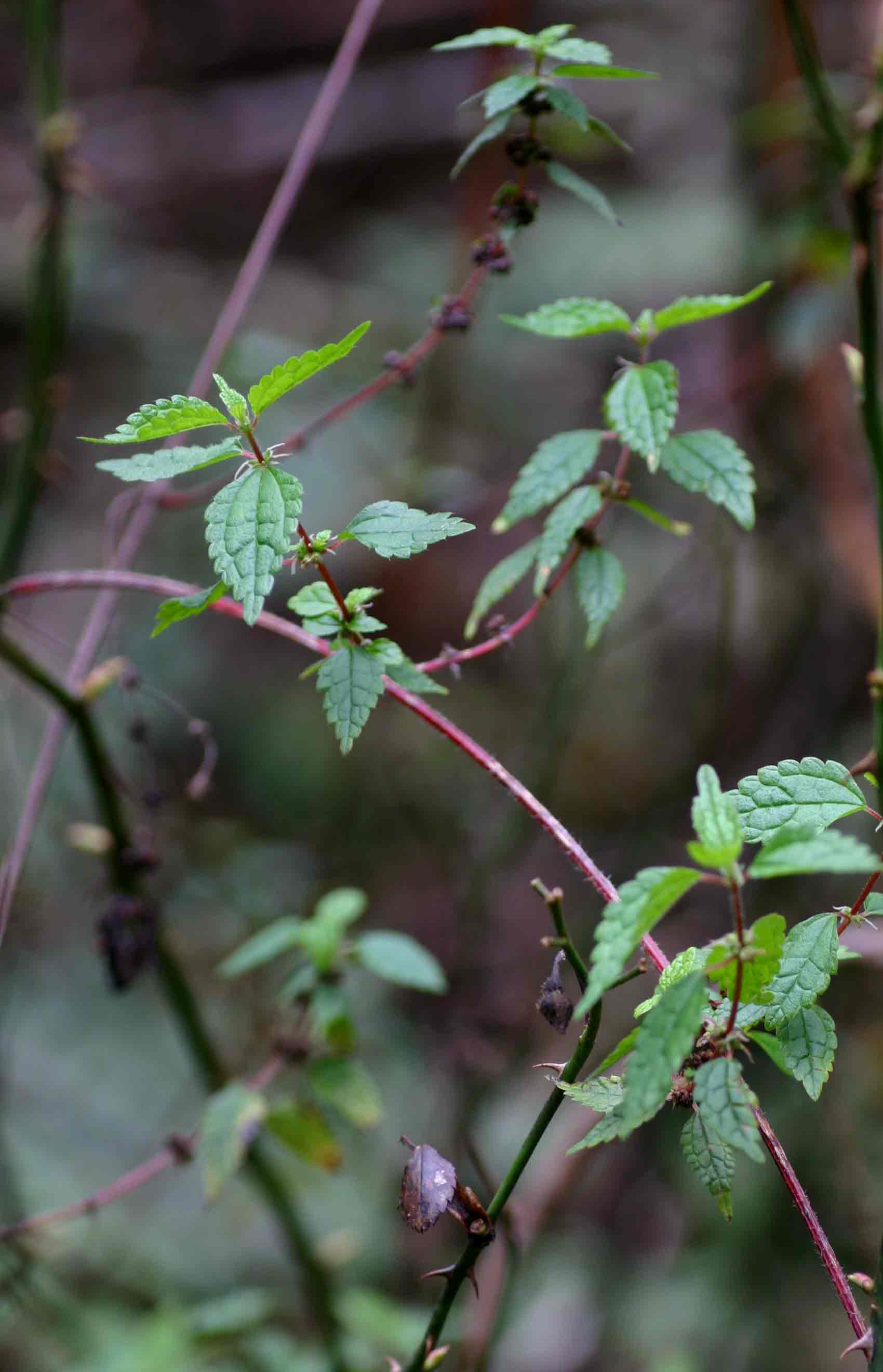 Droguetia iners Droguetia iners