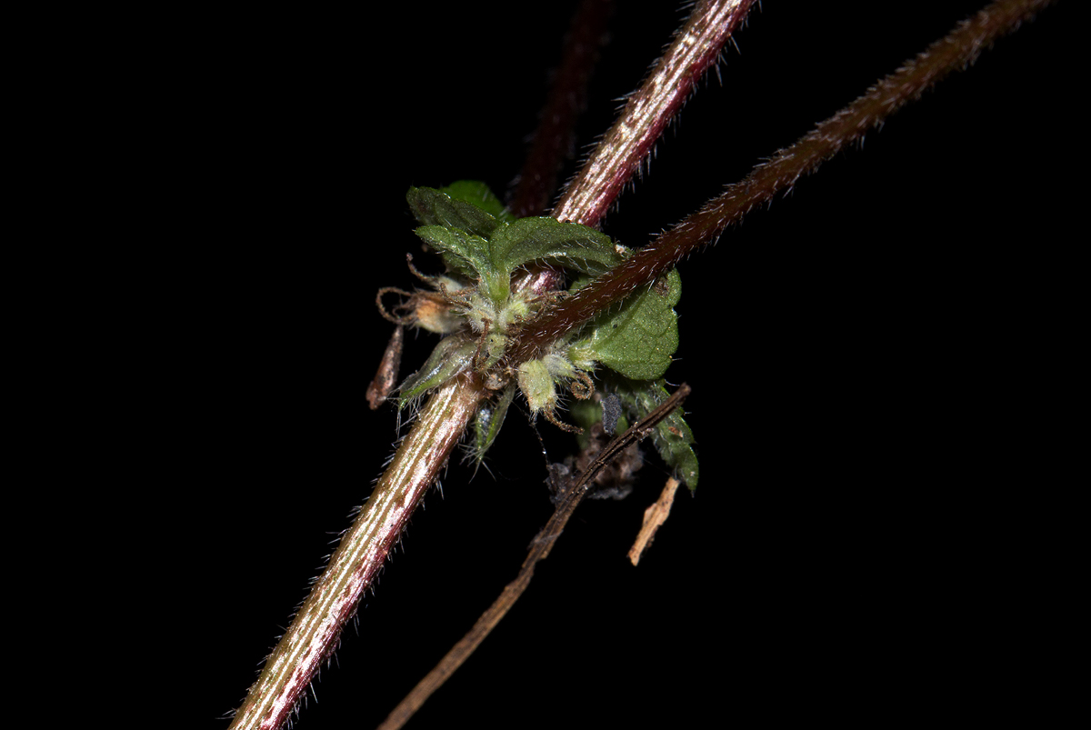 Droguetia iners Droguetia iners