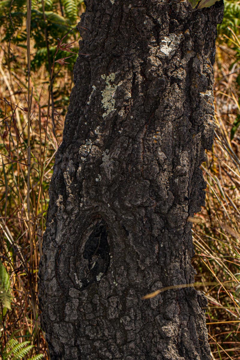 Faurea rochetiana Faurea rochetiana