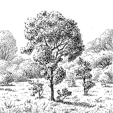 Faurea rochetiana Faurea rochetiana