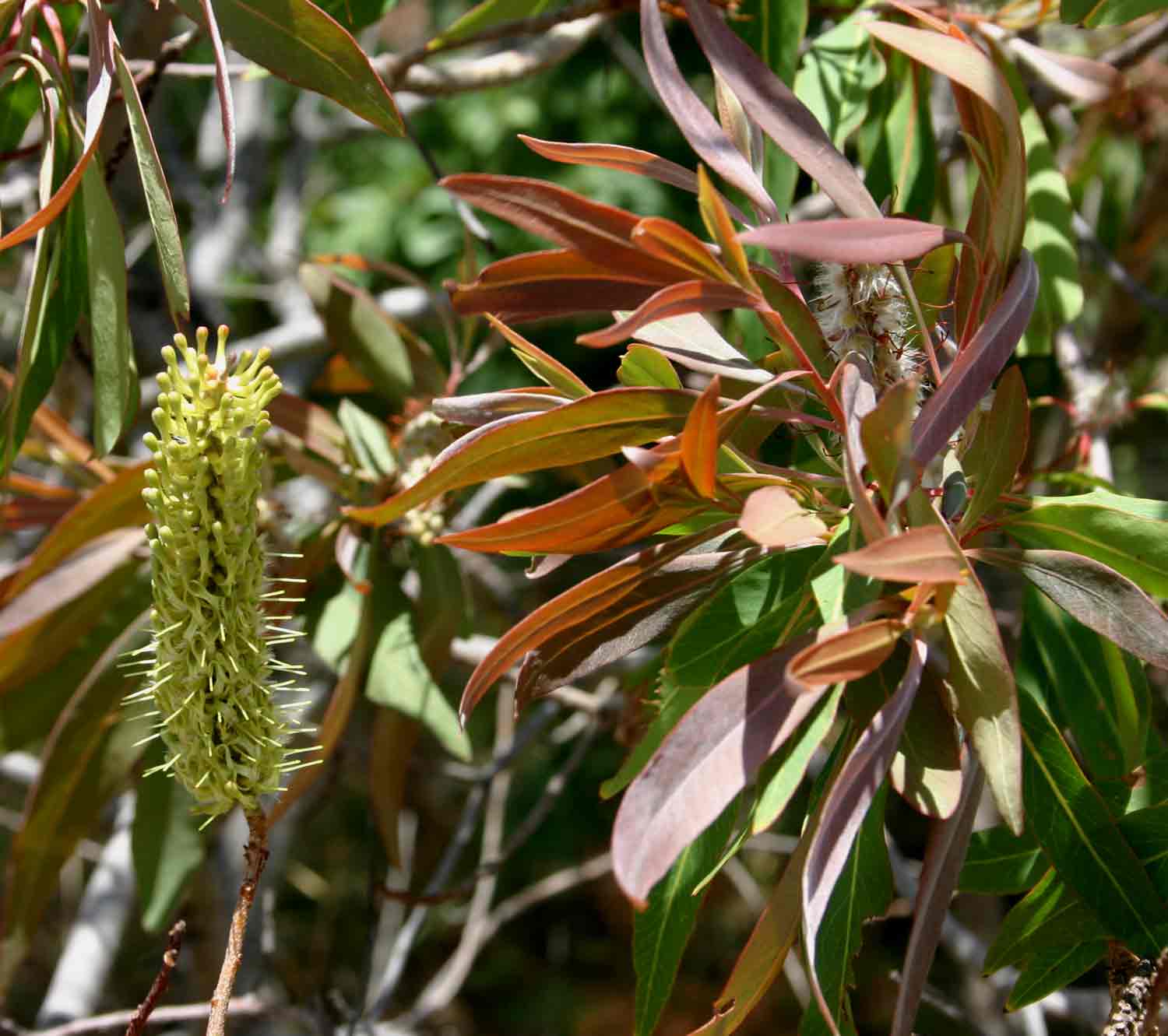 Faurea saligna Faurea saligna