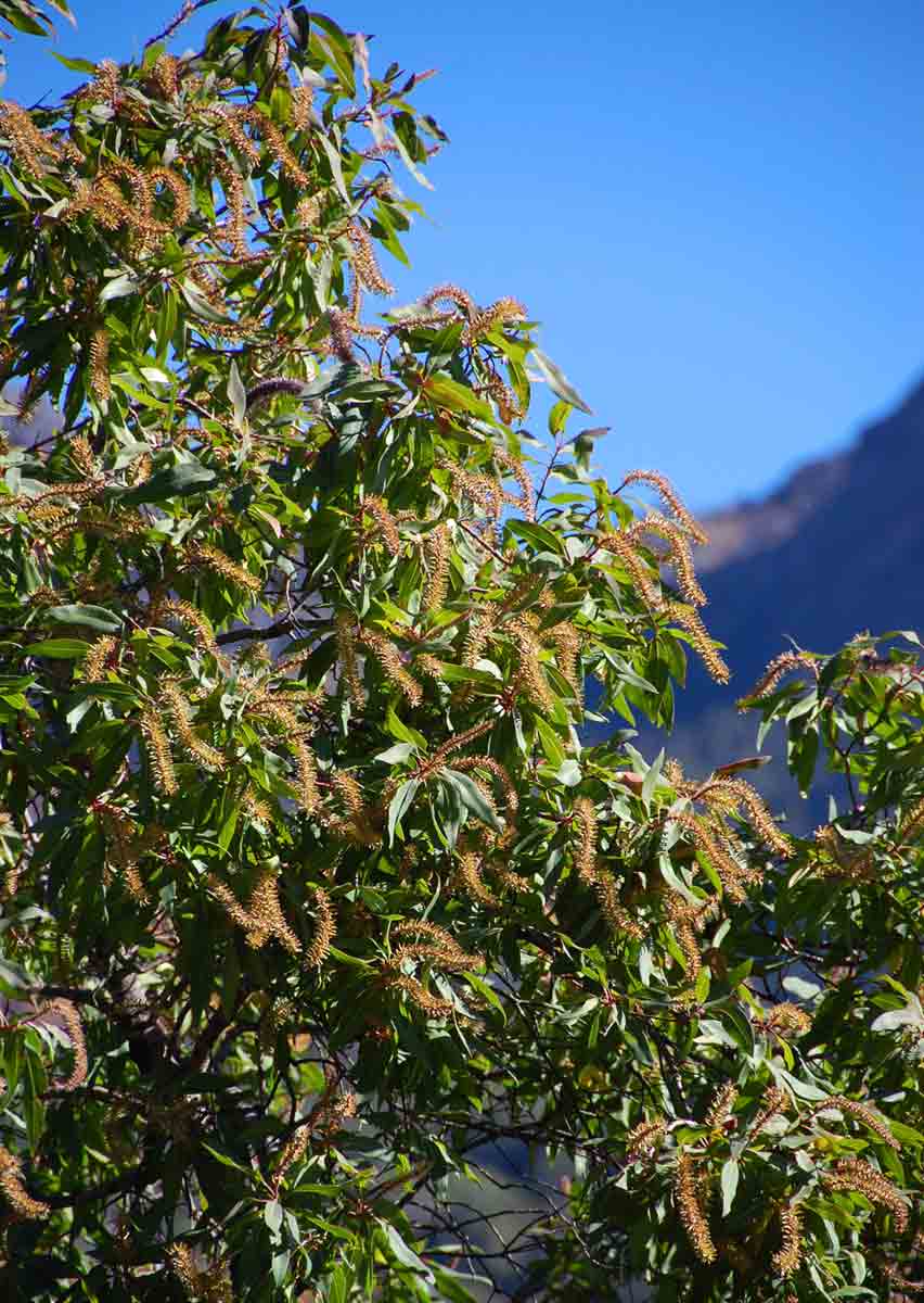 Faurea saligna Faurea saligna