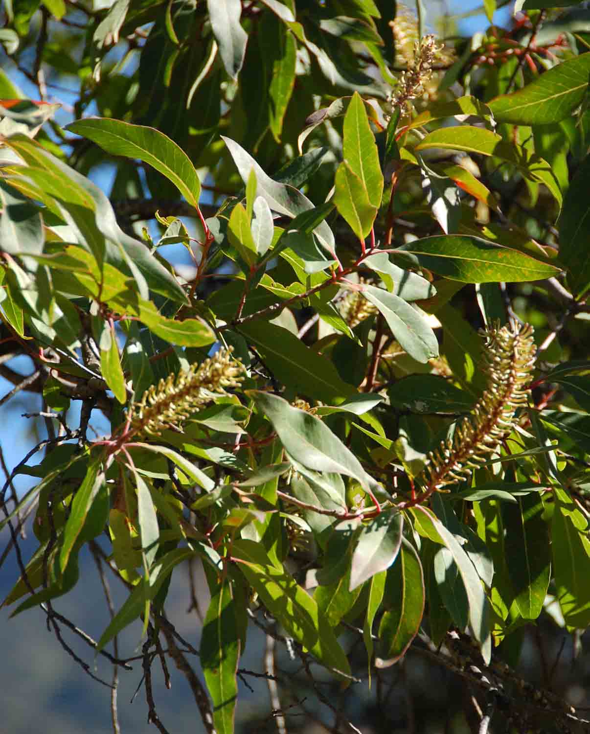 Faurea saligna Faurea saligna