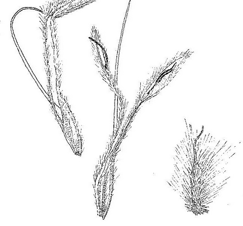 Protea gaguedi Protea gaguedi