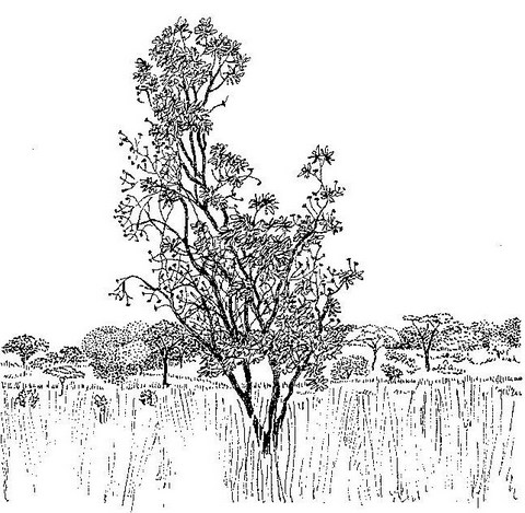 Protea gaguedi Protea gaguedi