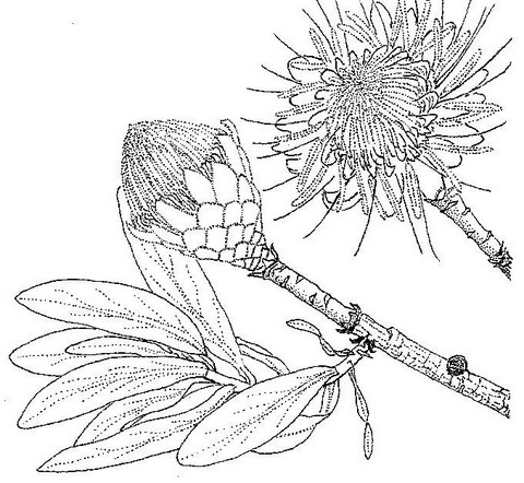 Protea gaguedi Protea gaguedi