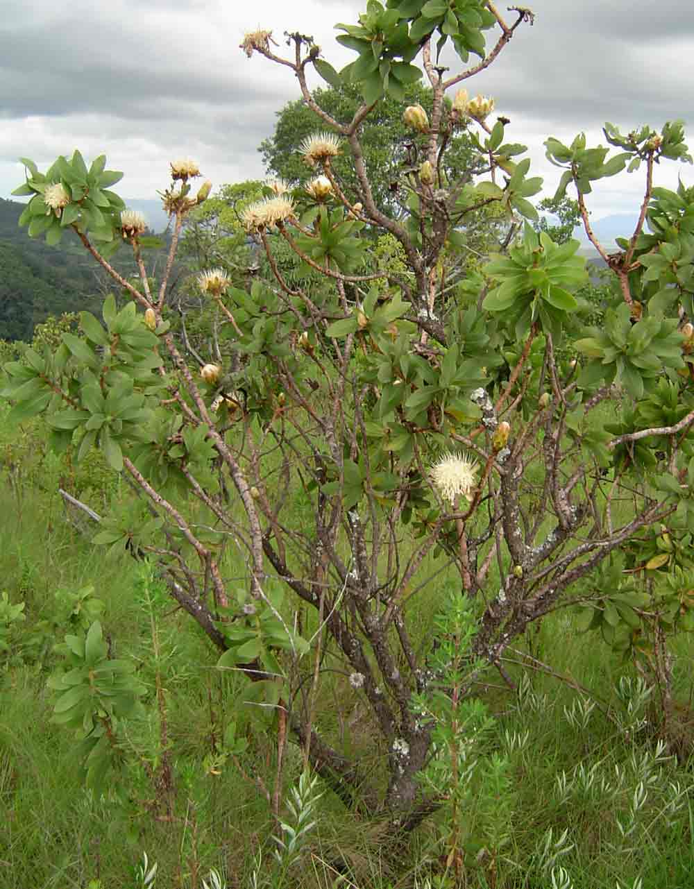 Protea welwitschii Protea welwitschii