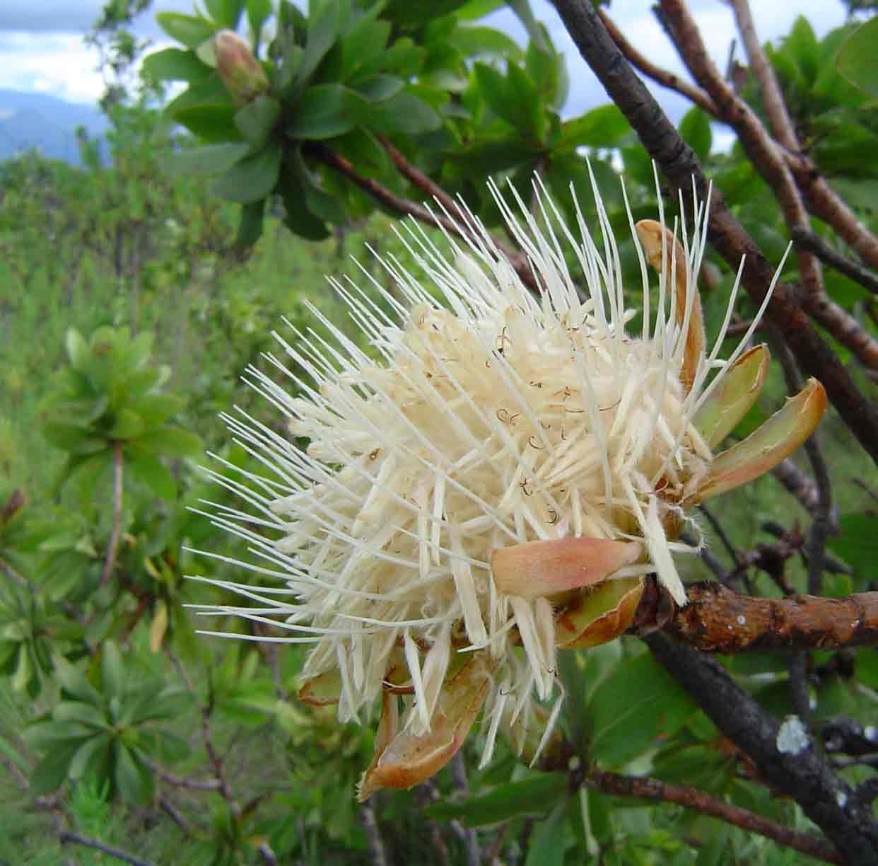 Protea welwitschii Protea welwitschii