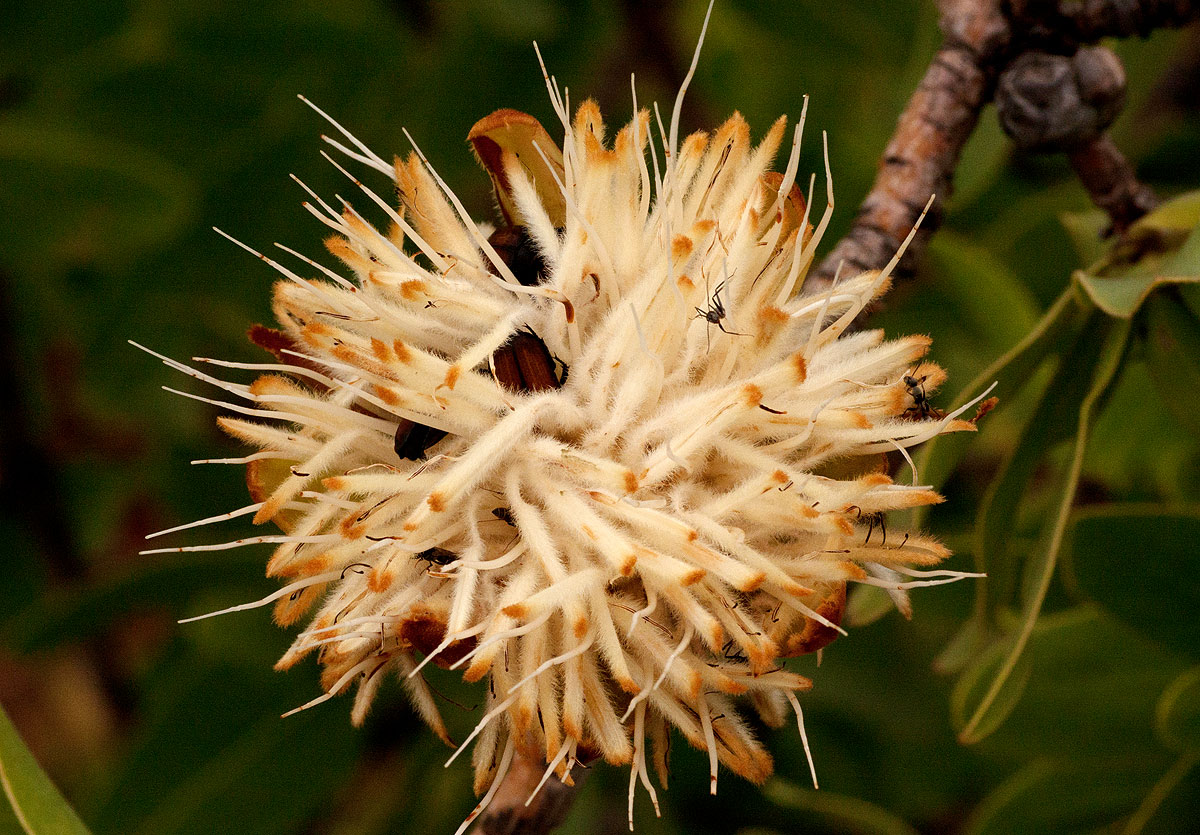 Protea welwitschii Protea welwitschii