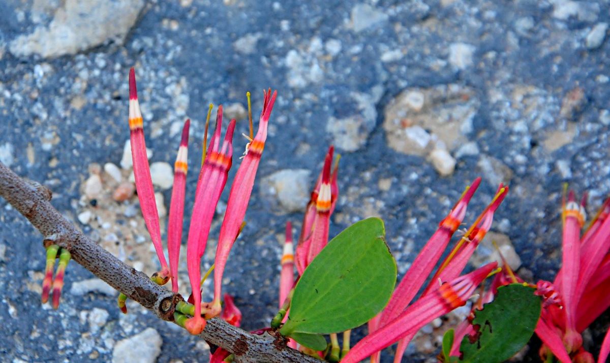 Agelanthus zizyphifolius subsp. vittatus Agelanthus zizyphifolius subsp. vittatus
