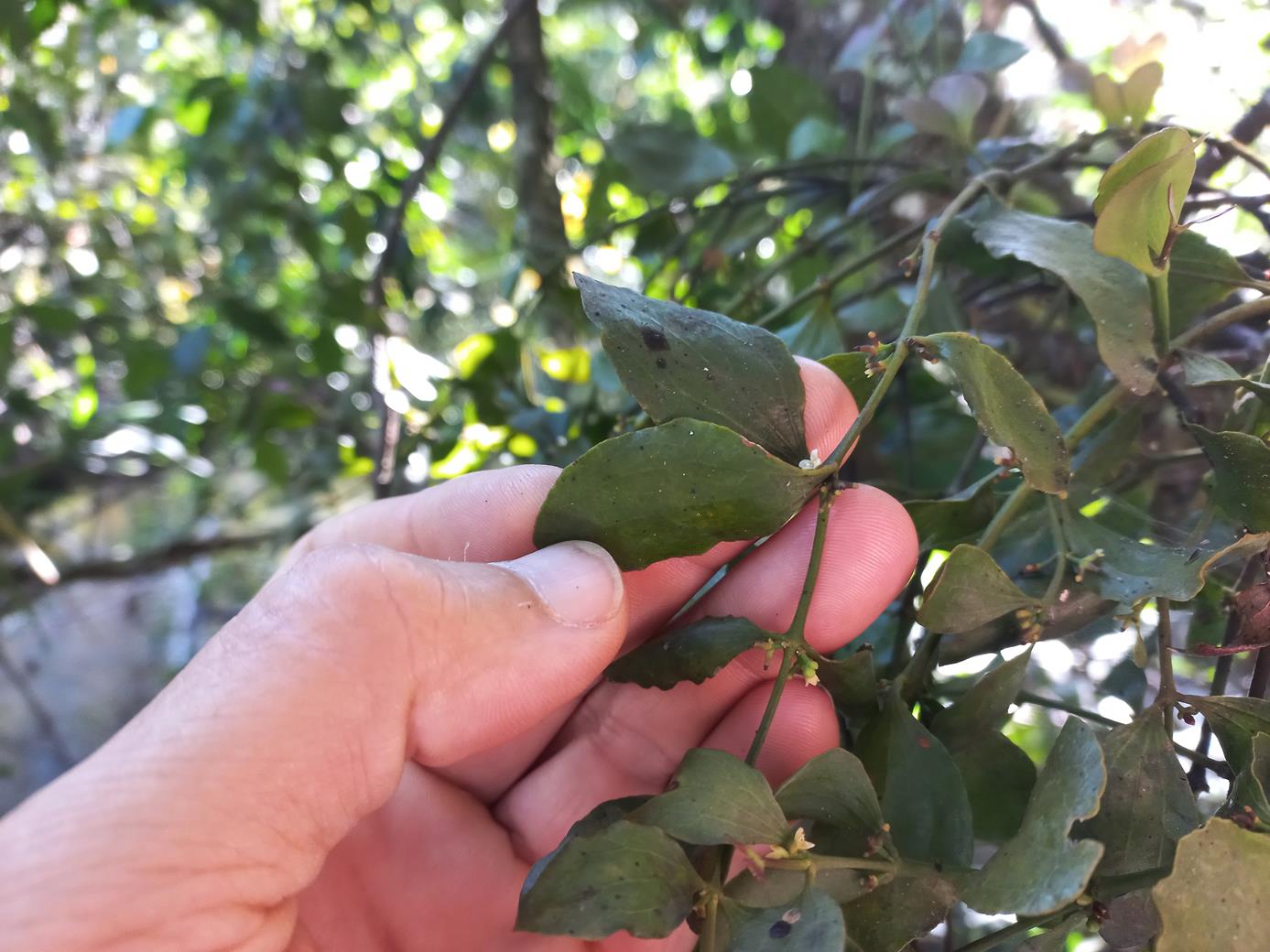 Viscum triflorum Viscum triflorum