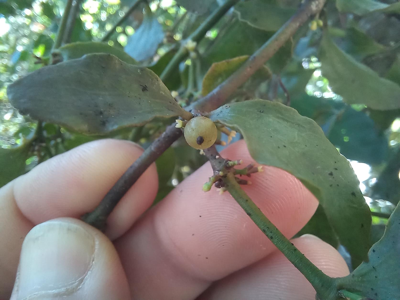 Viscum triflorum Viscum triflorum