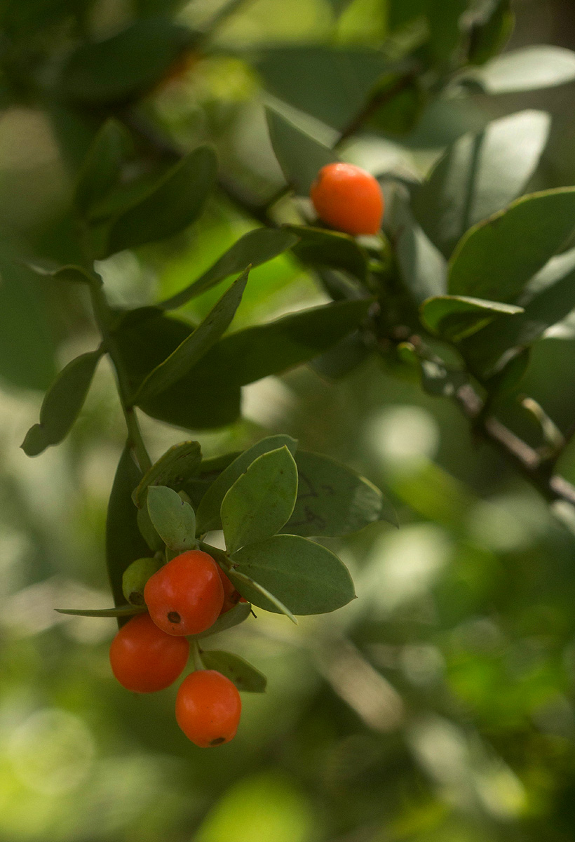 Osyris lanceolata Osyris lanceolata