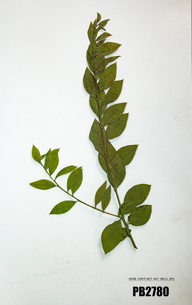 Osyris lanceolata Osyris lanceolata