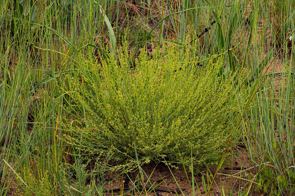Thesium goetzeanum Thesium goetzeanum