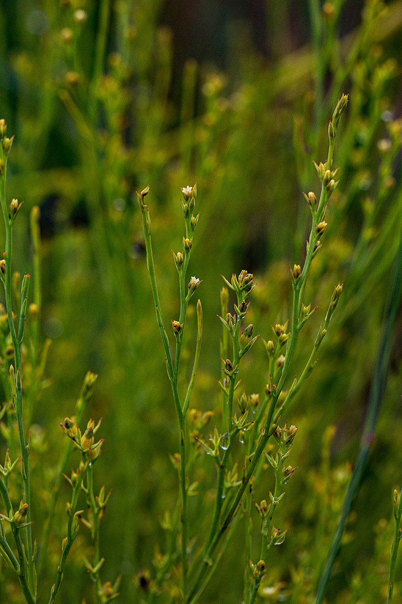 Thesium goetzeanum Thesium goetzeanum