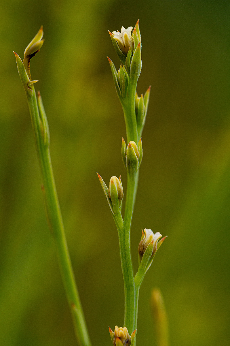 Thesium goetzeanum Thesium goetzeanum