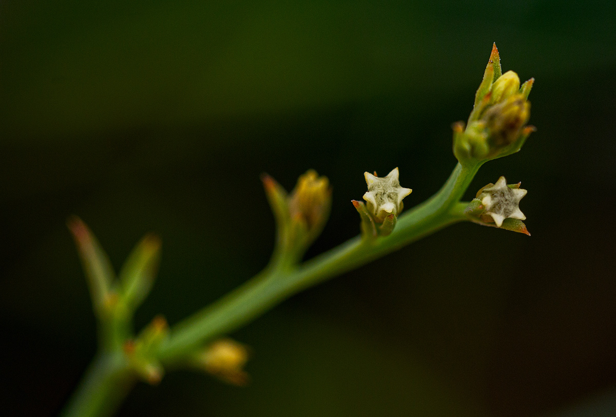 Thesium goetzeanum Thesium goetzeanum