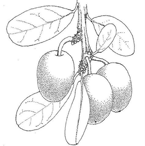 Ximenia afra var. afra Ximenia afra var. afra
