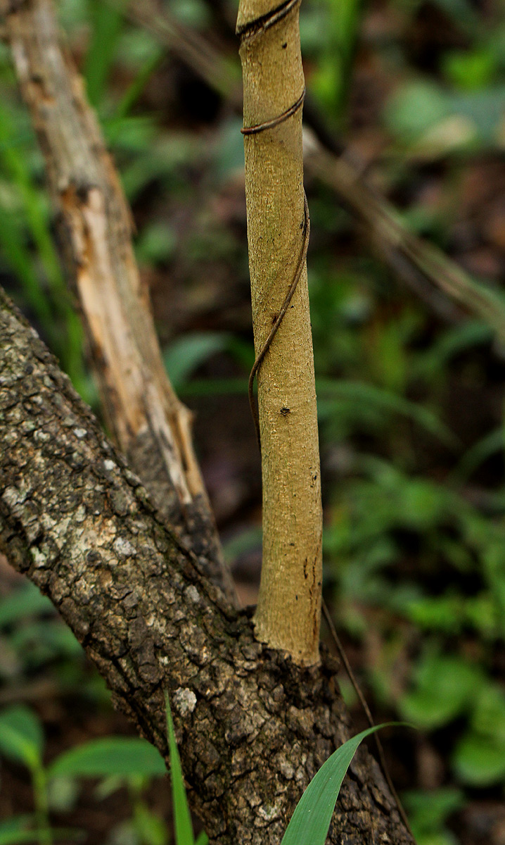 Ximenia afra var. afra Ximenia afra var. afra