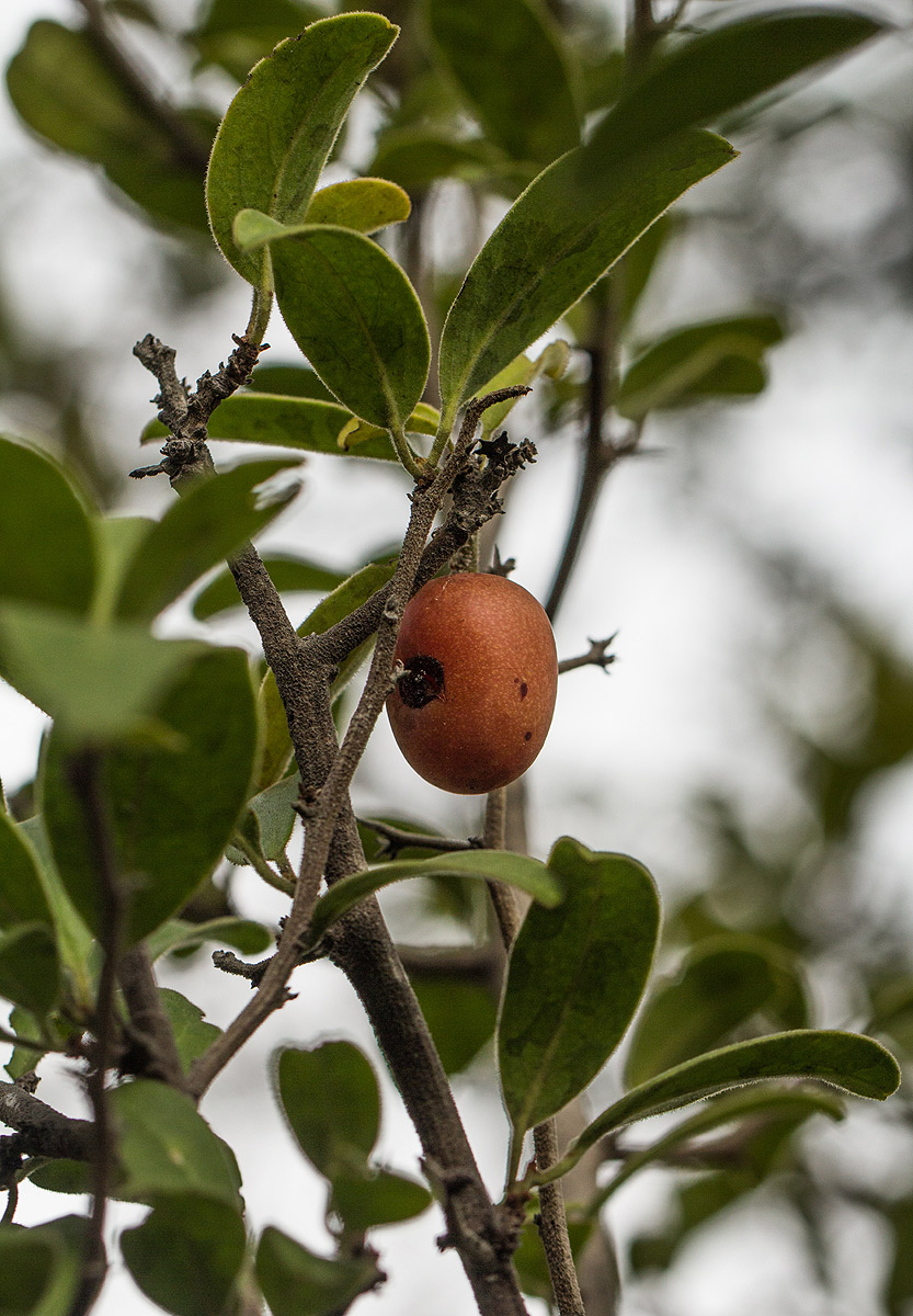 Ximenia afra var. afra Ximenia afra var. afra