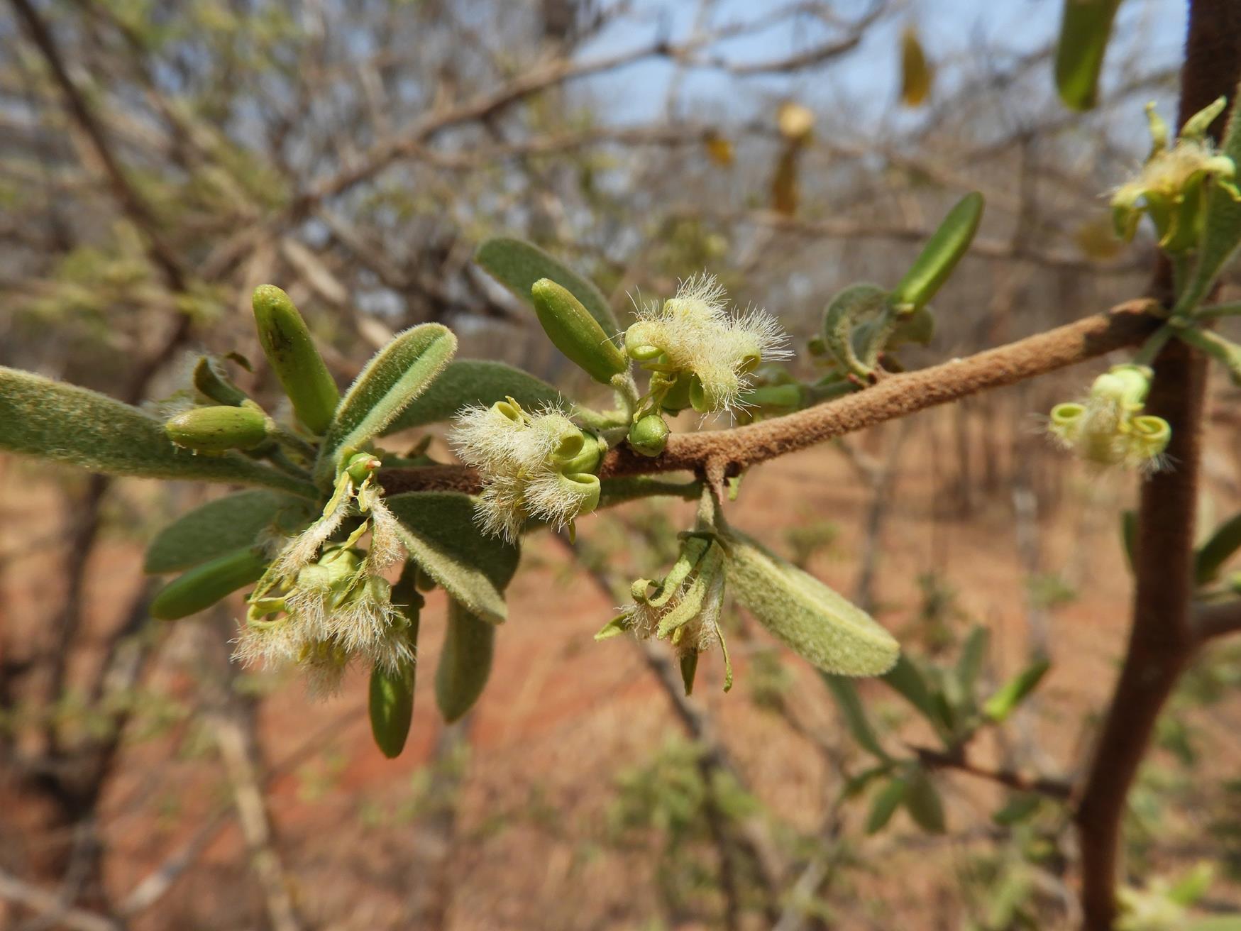 Ximenia afra var. afra Ximenia afra var. afra