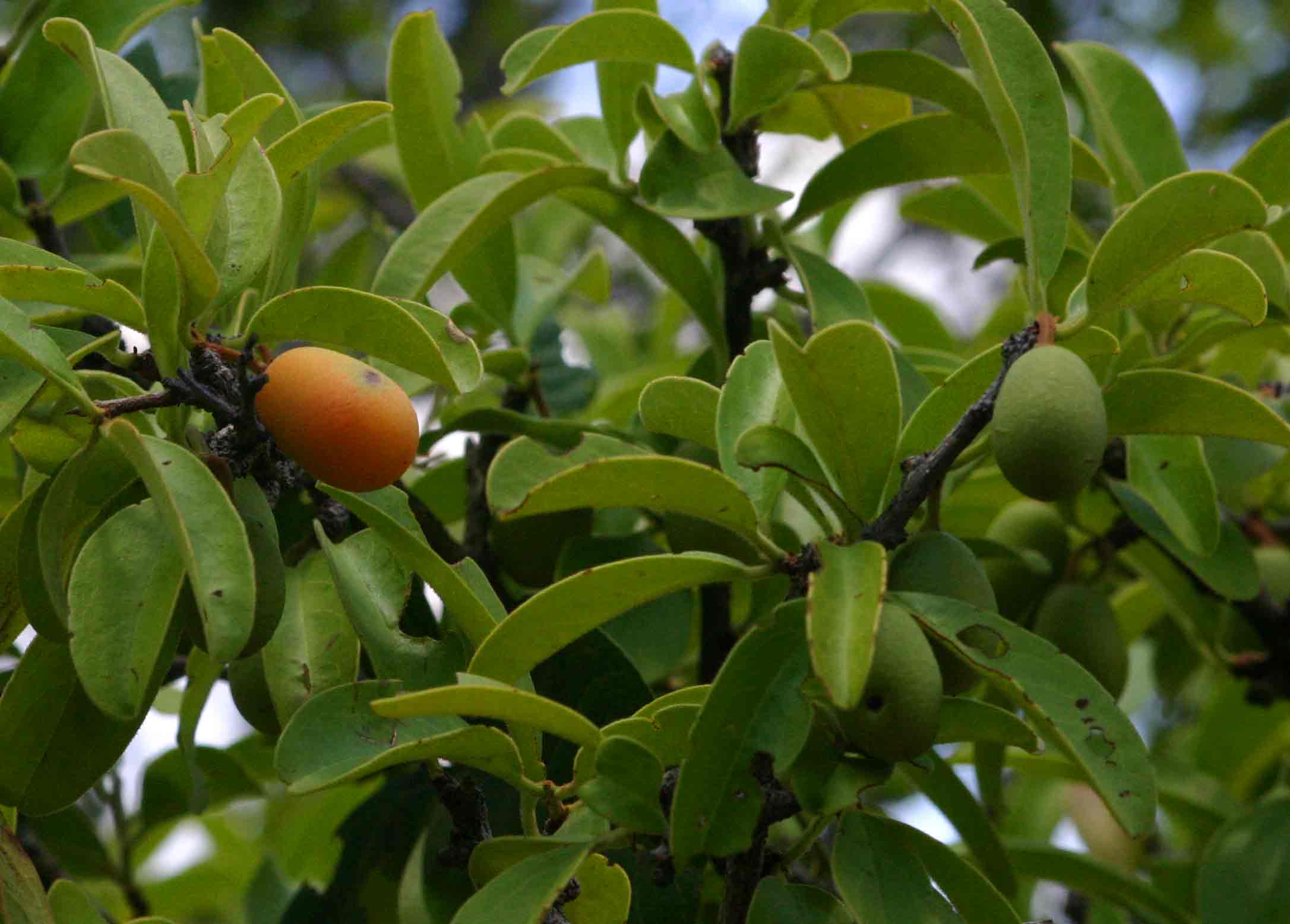 Ximenia afra var. afra Ximenia afra var. afra