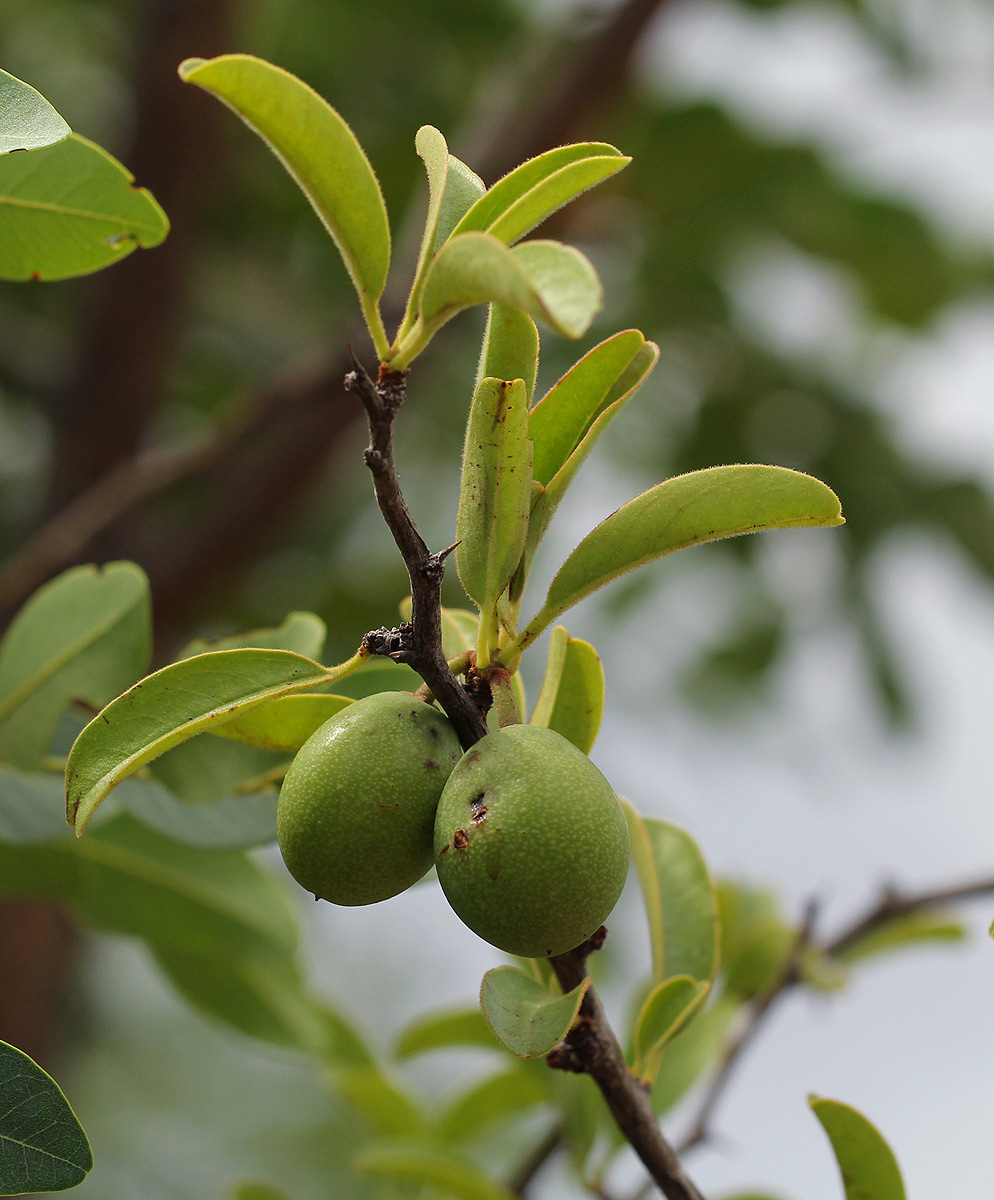 Ximenia afra var. afra Ximenia afra var. afra