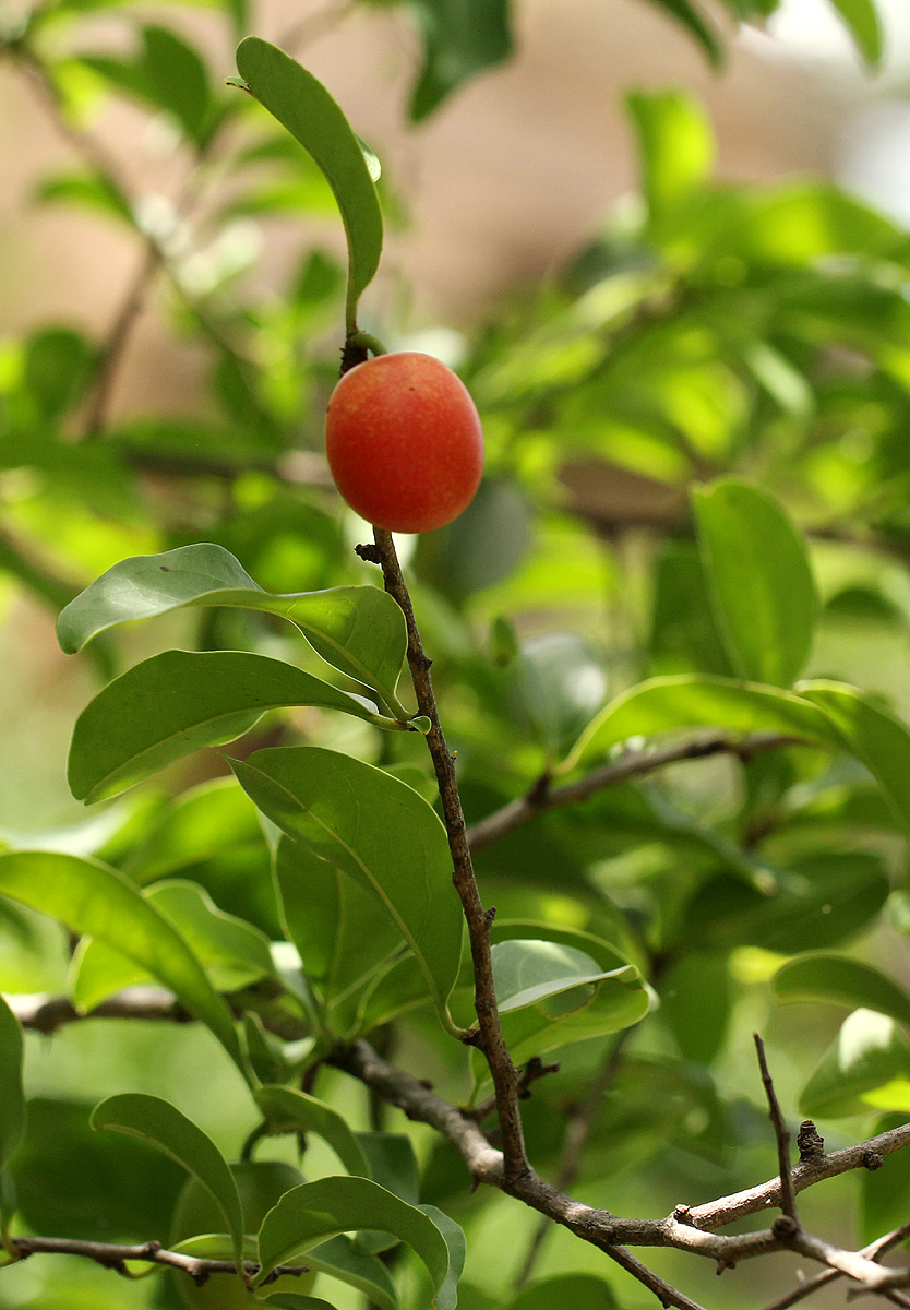Ximenia afra var. afra Ximenia afra var. afra