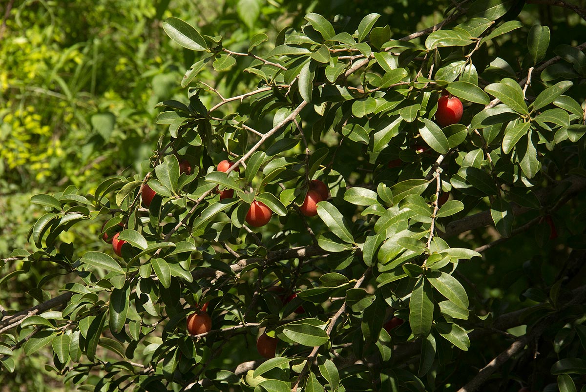 Ximenia afra var. afra Ximenia afra var. afra