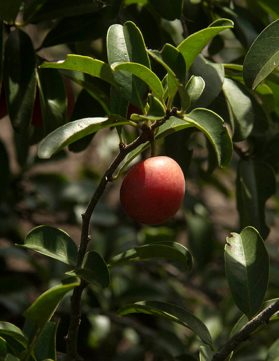 Ximenia afra var. afra Ximenia afra var. afra