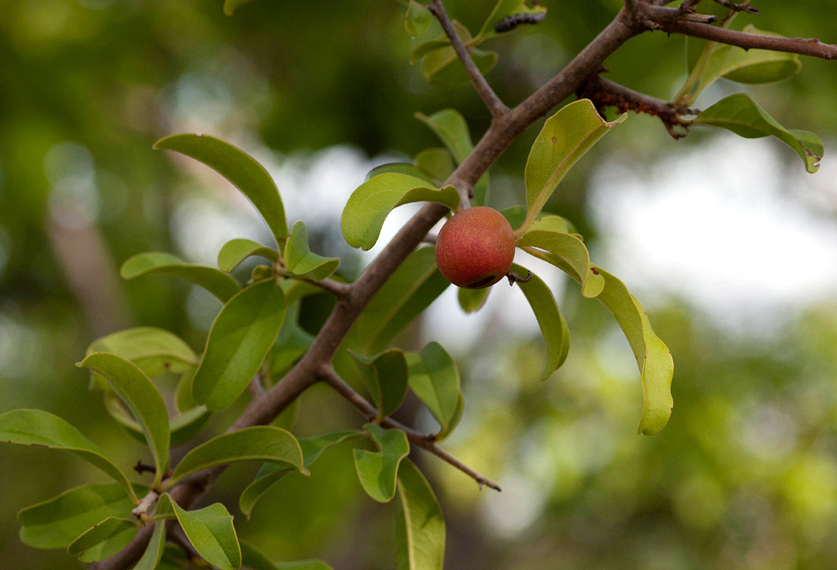 Ximenia afra var. afra Ximenia afra var. afra