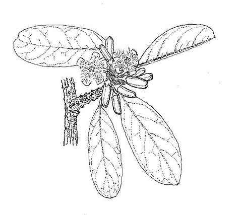 Ximenia afra var. afra Ximenia afra var. afra