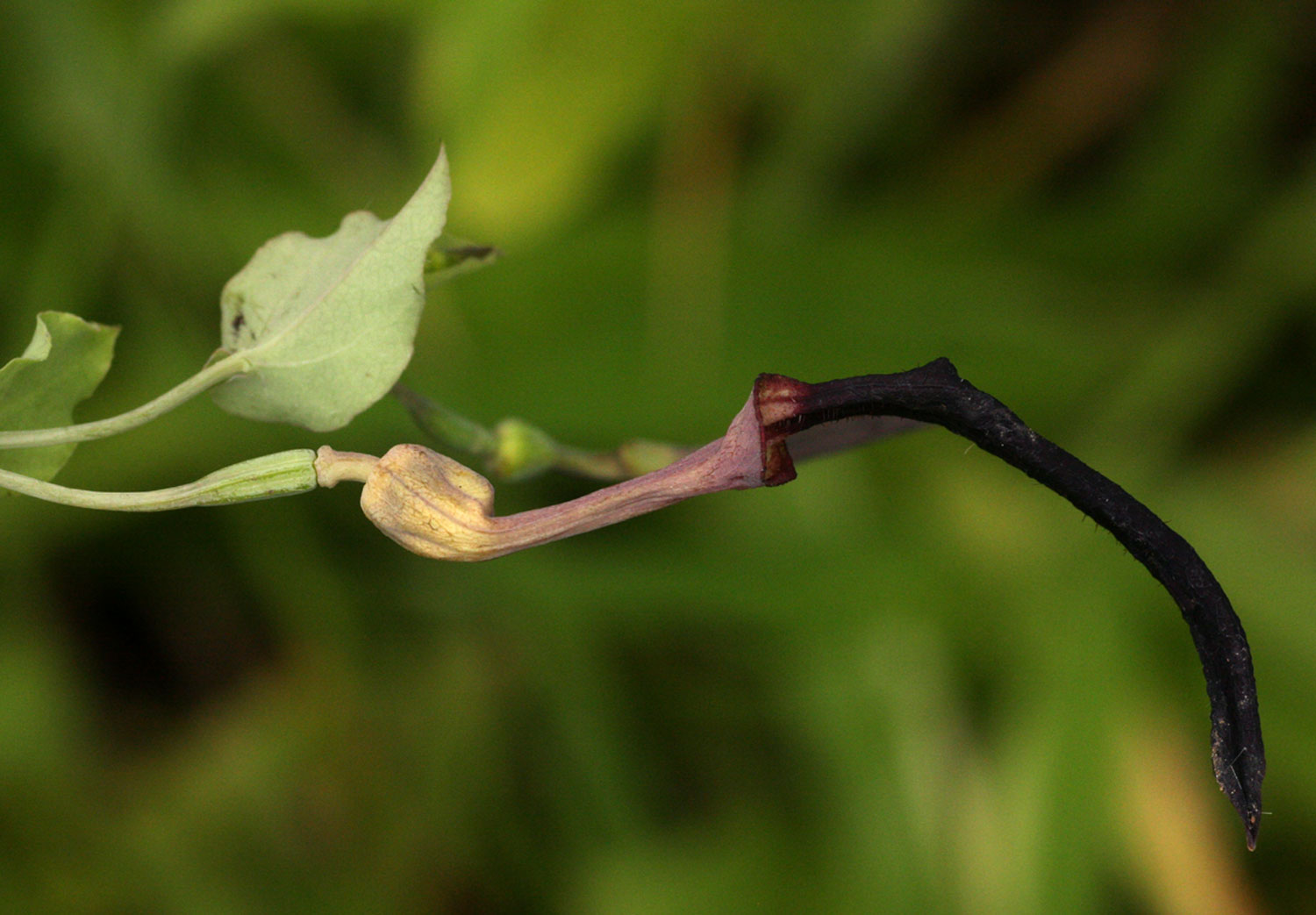 Aristolochia albida Aristolochia albida