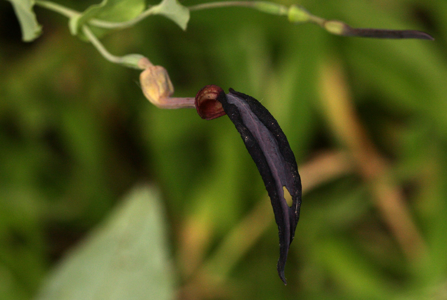 Aristolochia albida Aristolochia albida