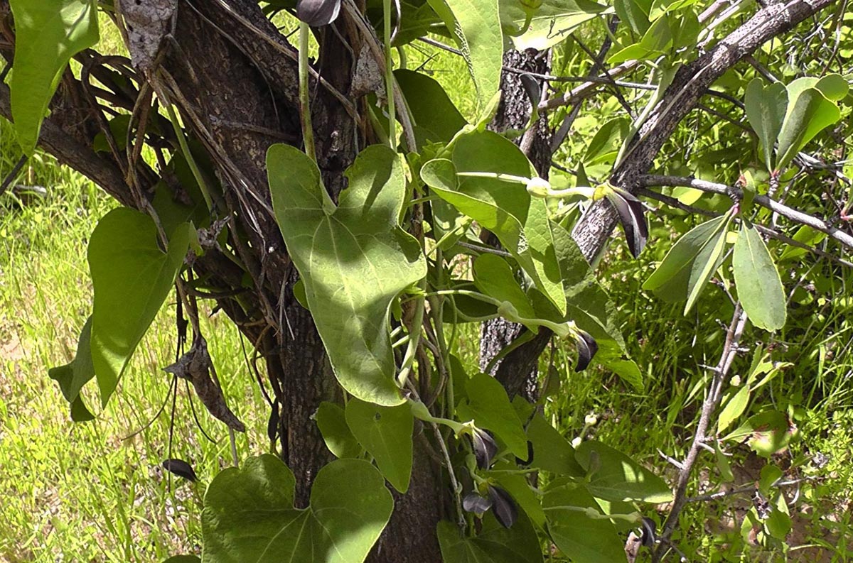 Aristolochia albida Aristolochia albida