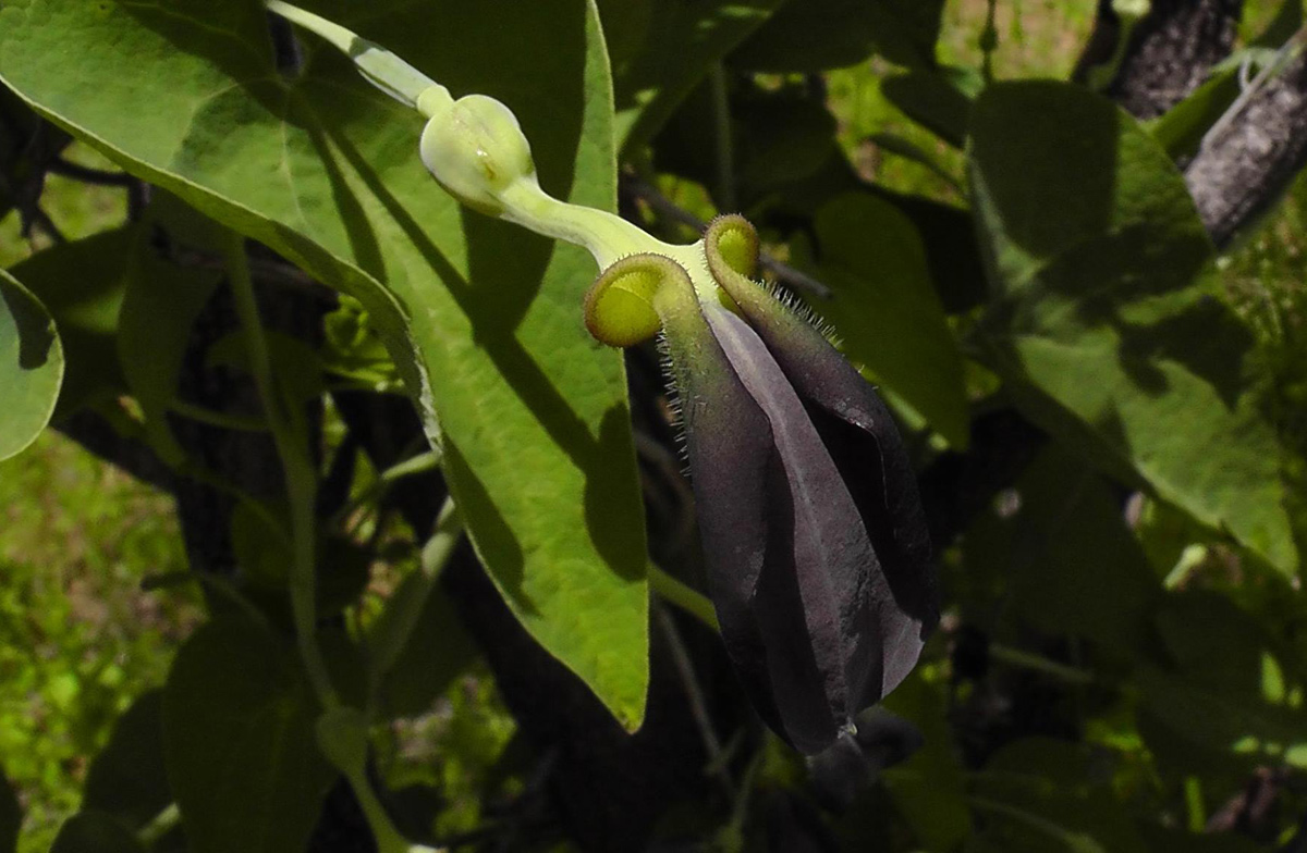Aristolochia albida Aristolochia albida