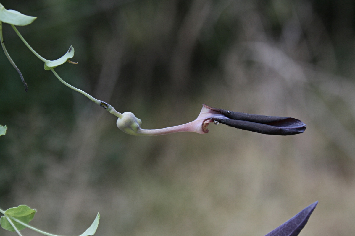 Aristolochia albida Aristolochia albida