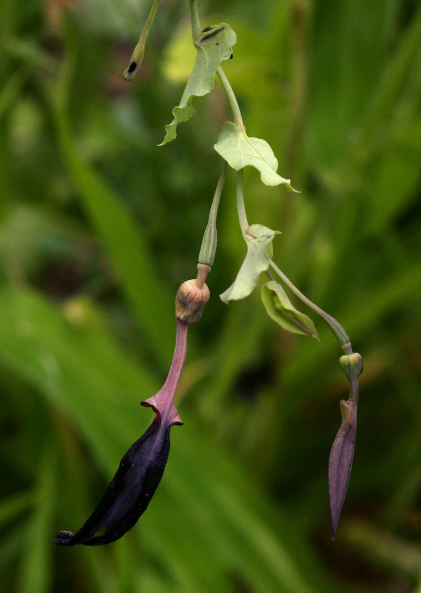 Aristolochia albida Aristolochia albida