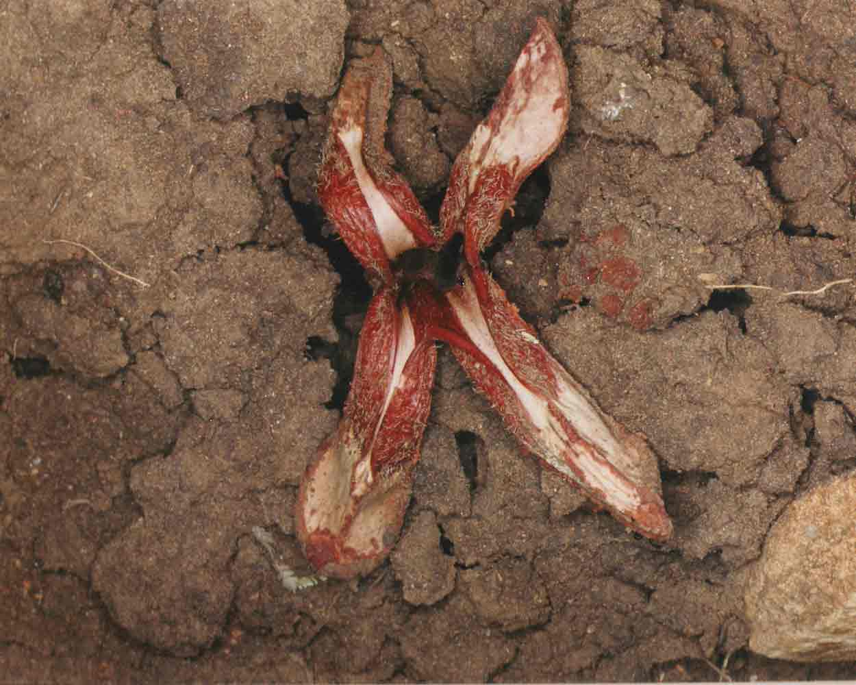 Hydnora abyssinica