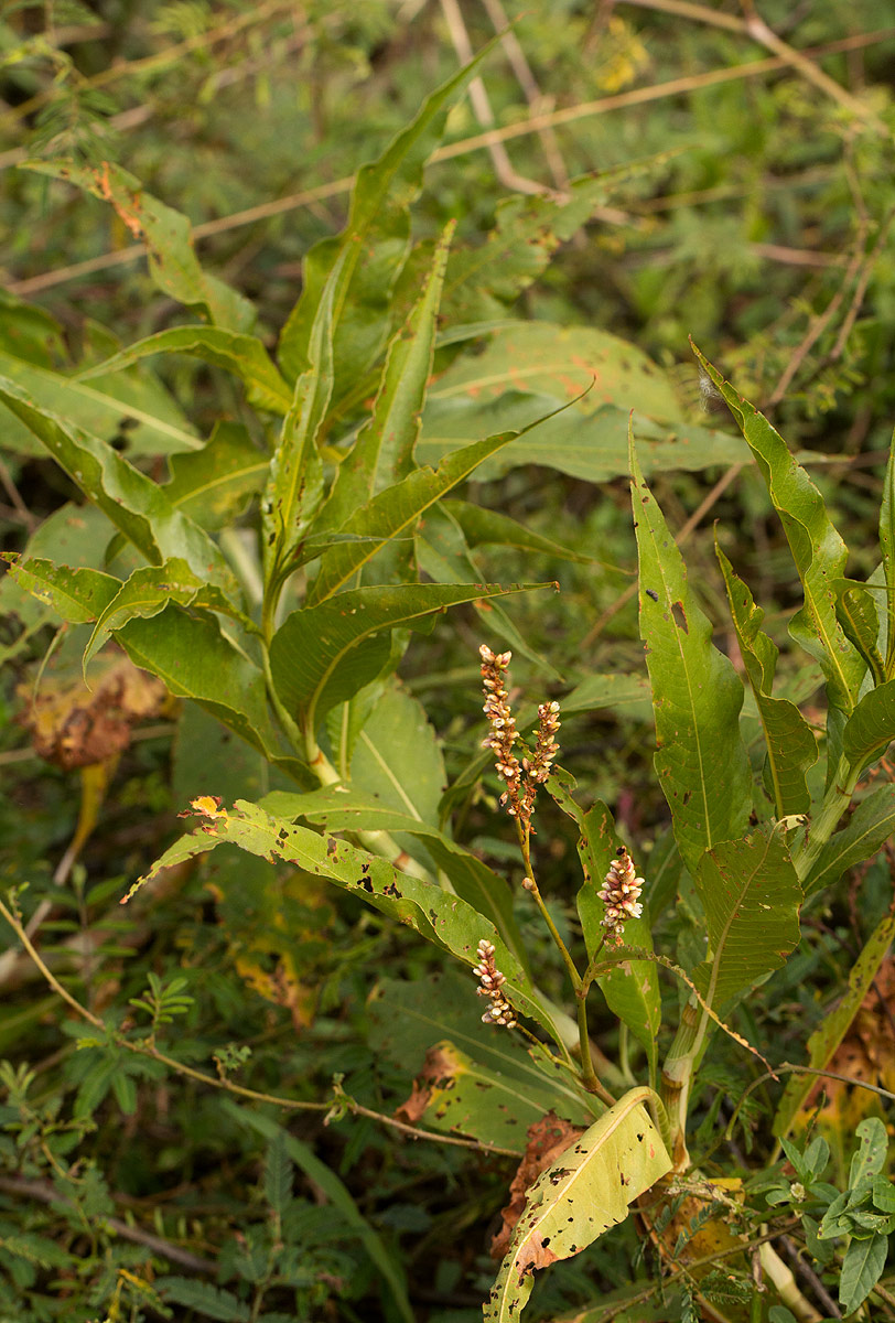 Persicaria senegalensis Persicaria senegalensis