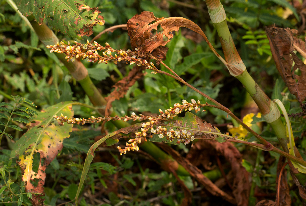 Persicaria senegalensis Persicaria senegalensis