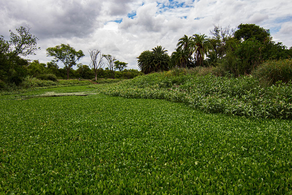 Persicaria senegalensis Persicaria senegalensis
