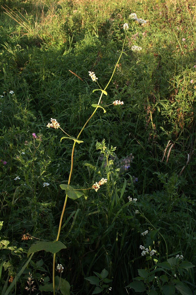 Fagopyrum esculentum Fagopyrum esculentum