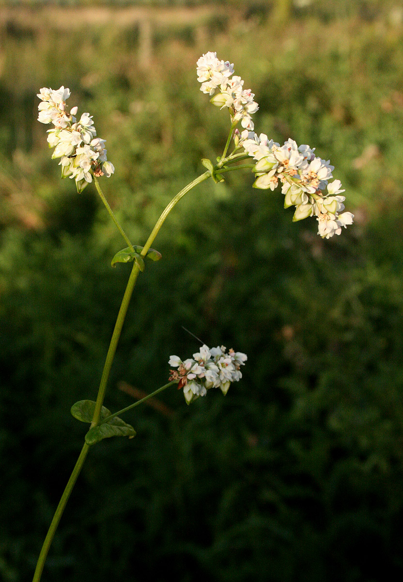 Fagopyrum esculentum Fagopyrum esculentum