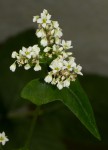 Fagopyrum esculentum