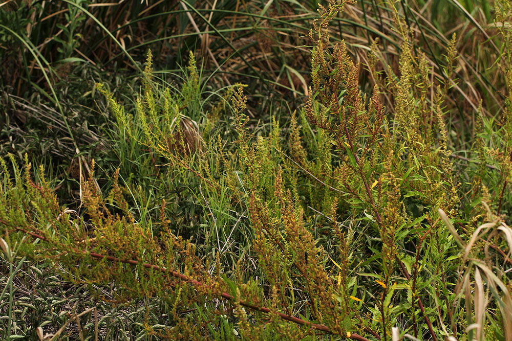 Dysphania ambrosioides Dysphania ambrosioides